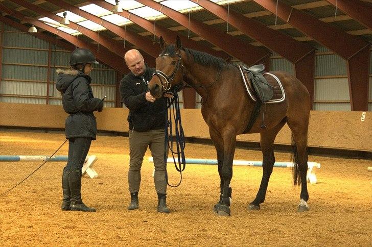 Holstener Cavalier aka. Bruno billede 2