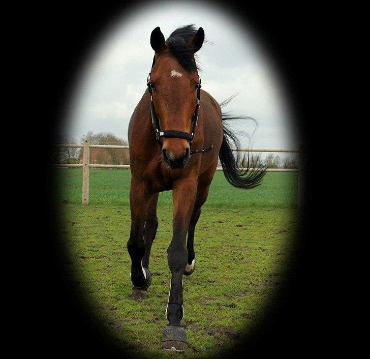 Holstener Cavalier aka. Bruno billede 4