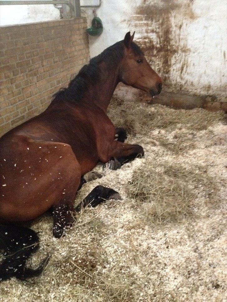 Holstener Cavalier aka. Bruno billede 6