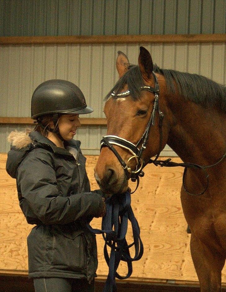 Holstener Cavalier aka. Bruno billede 7