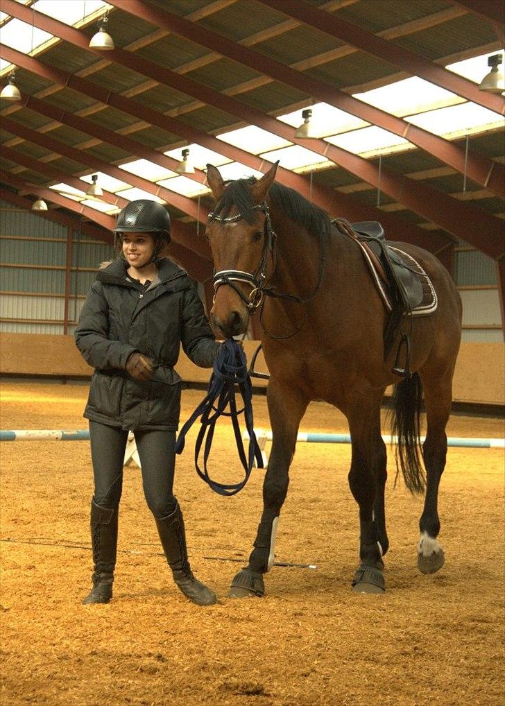 Holstener Cavalier aka. Bruno billede 8