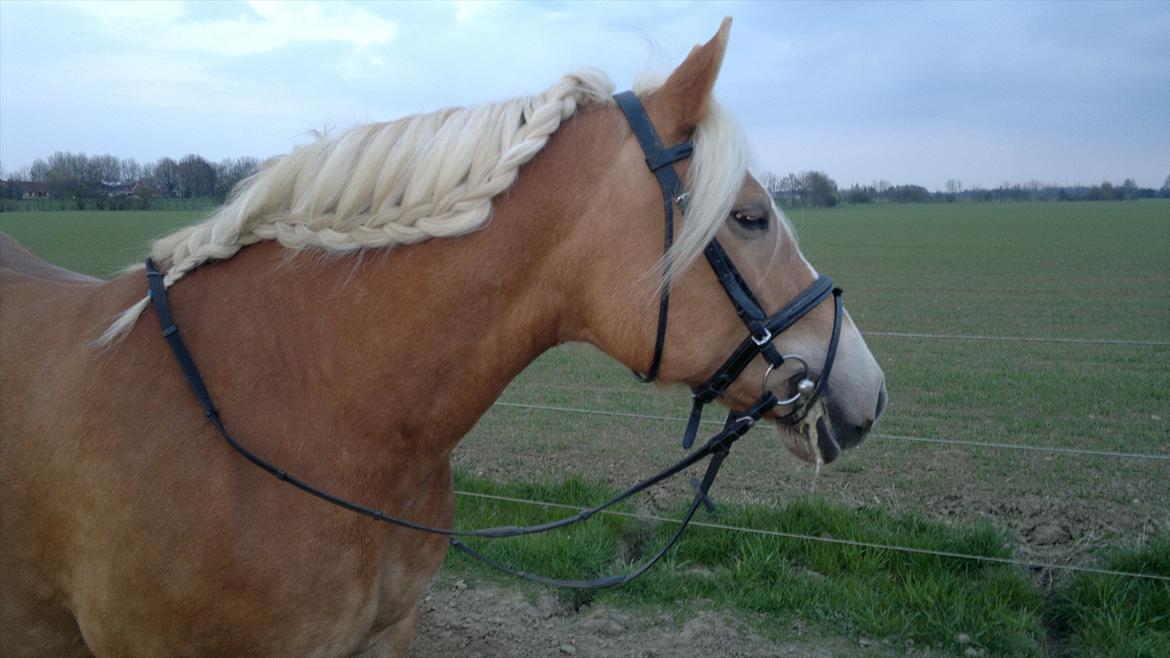 Haflinger Til minde om Sille - Nr. 1 Søde lille hest efter en dejlig ridetur. billede 1