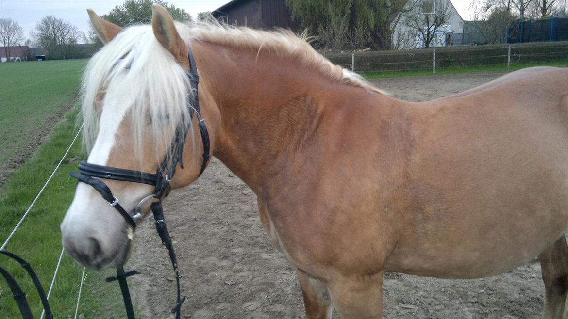 Haflinger Til minde om Sille - Nr. 4 Man ved det har været en god træning når hesten har svedt sådan. billede 4