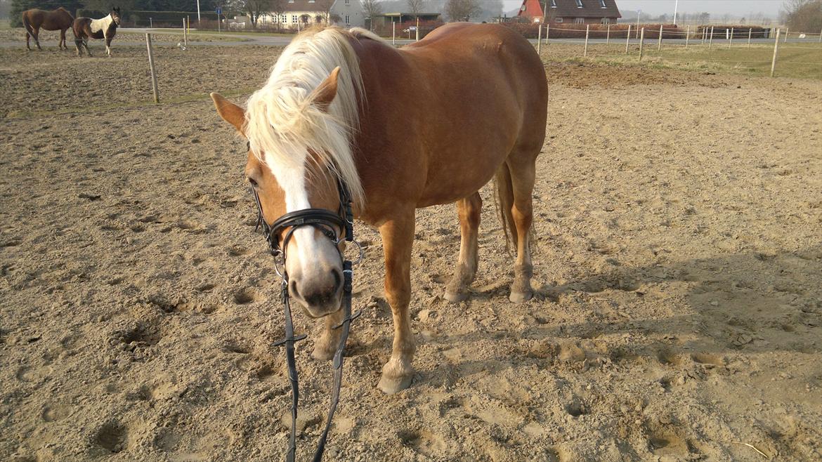 Haflinger Til minde om Sille - Nr. 19 Sille nægter at gå. billede 19