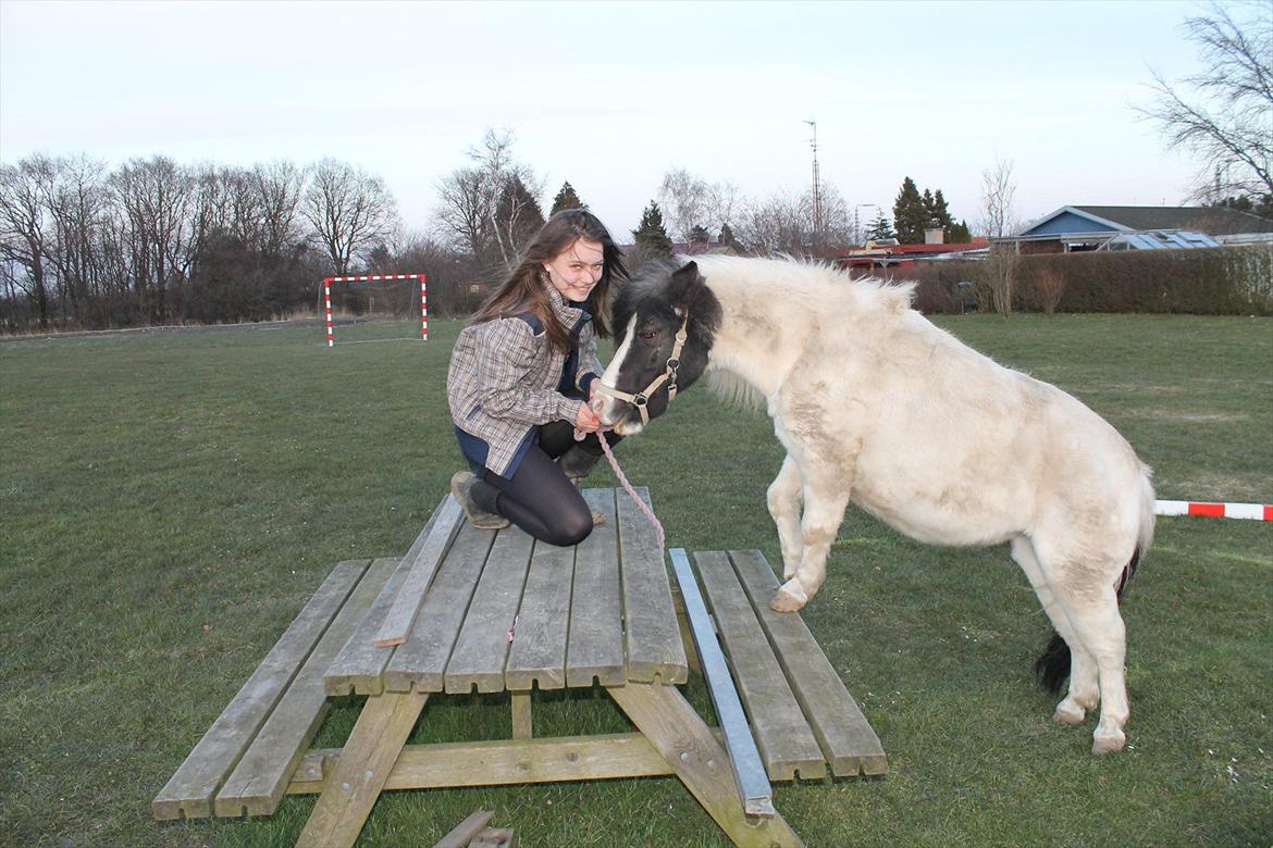 Shetlænder Daisy - Du så dyyyygtig! :* 
Du elsket!  billede 20