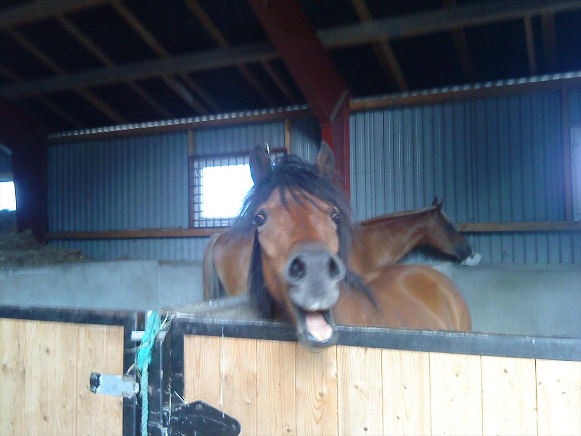 Dartmoor Innis Julian billede 17