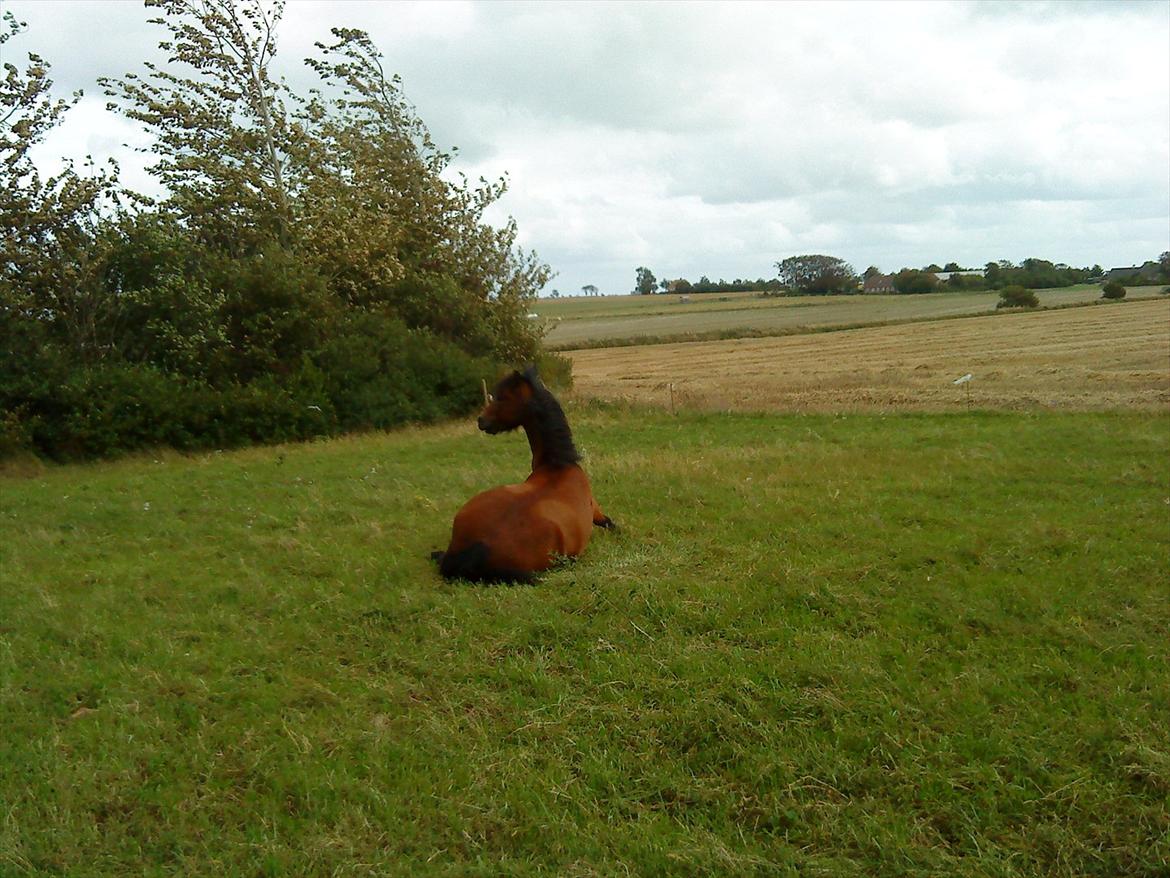 Dartmoor Innis Julian billede 18