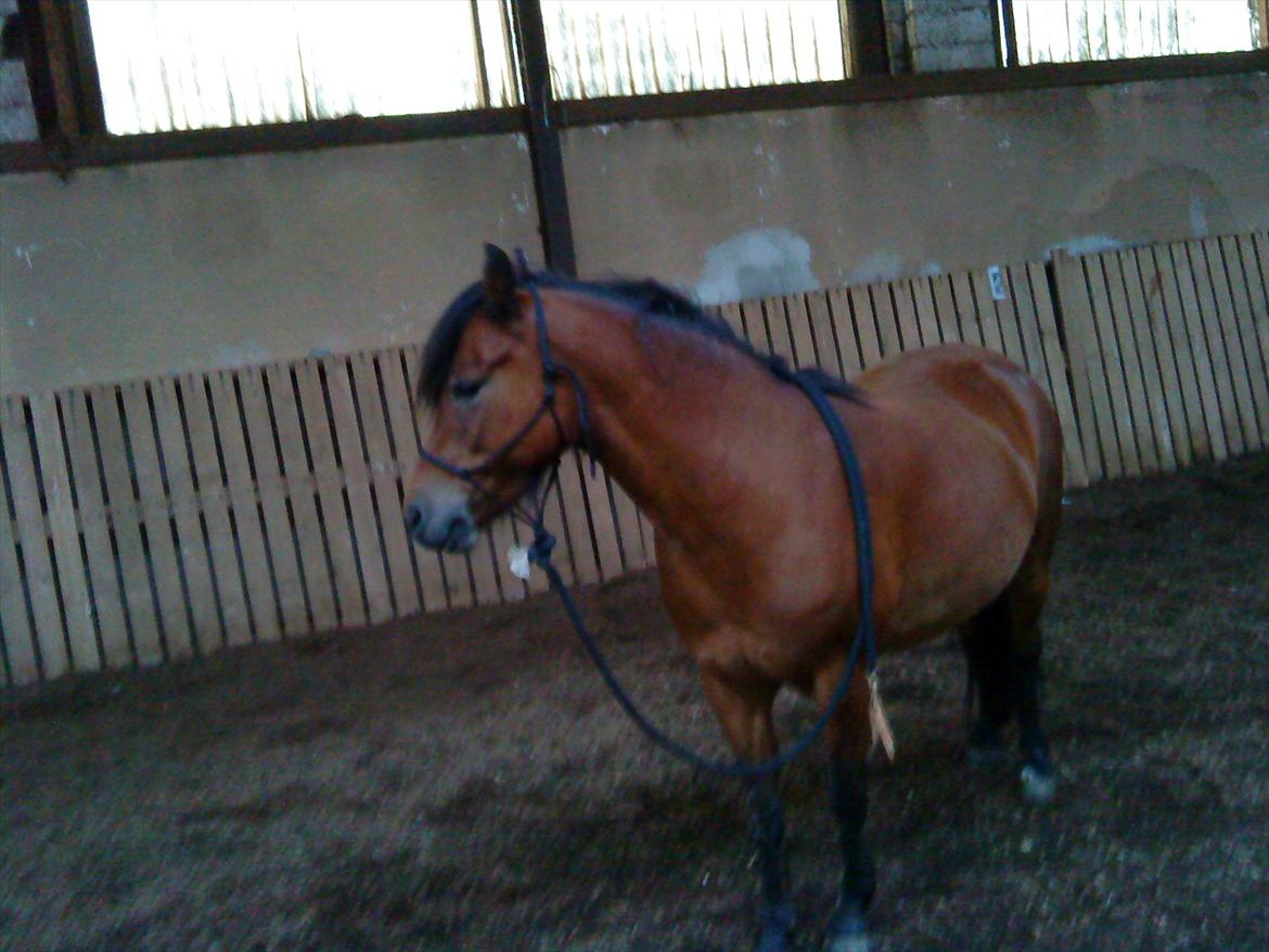 Dartmoor Innis Julian billede 19