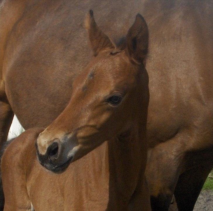 Dansk Varmblod Klosterhedens Sans souci billede 13