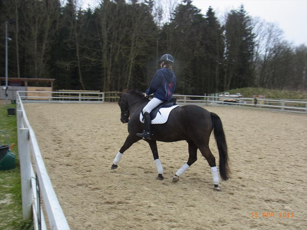 Welsh Cob (sec D) Lyngvejens figaro - HØRS LB og LA april 2012 billede 3
