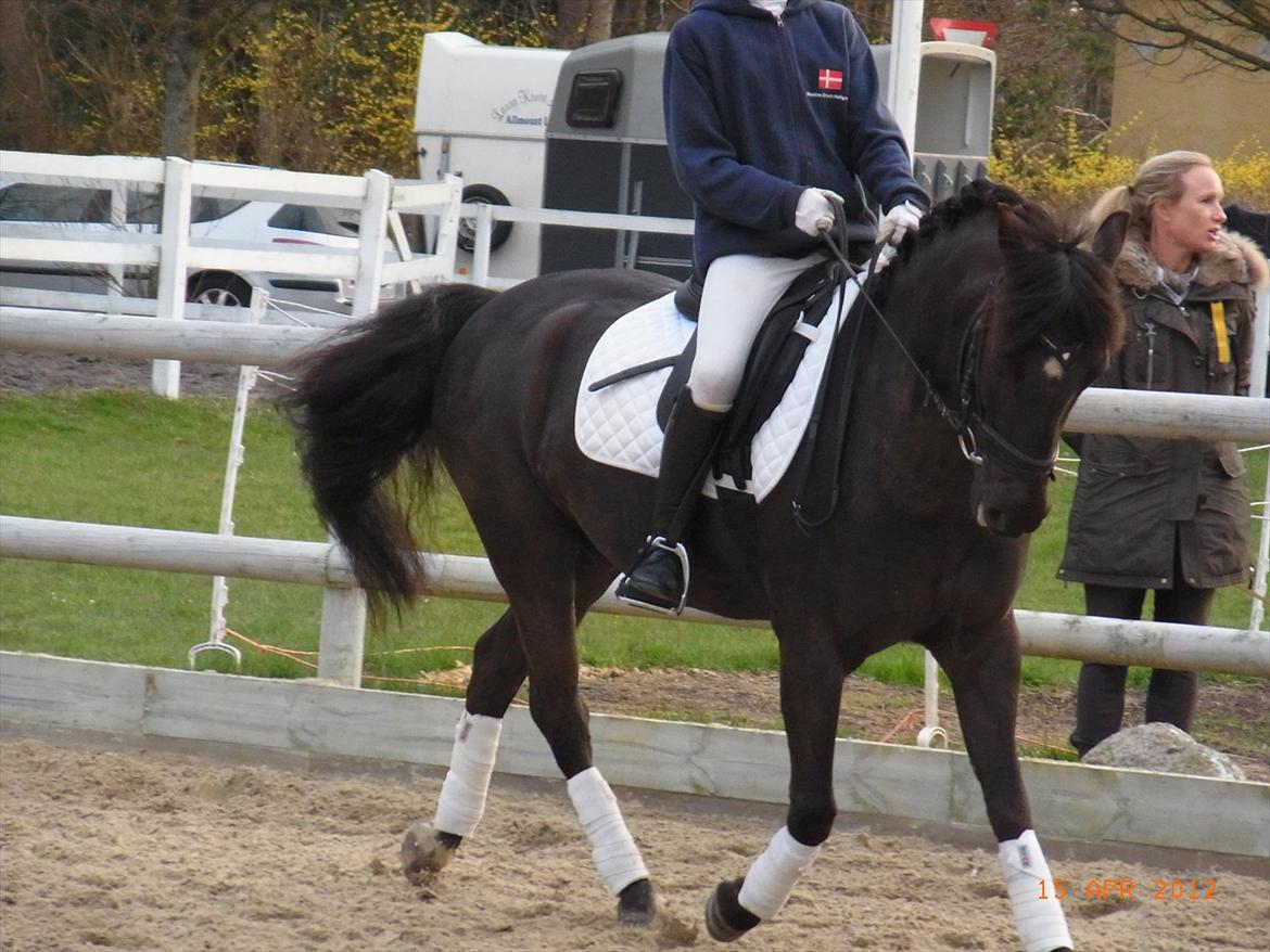 Welsh Cob (sec D) Lyngvejens figaro - HØRS LB og LA april 2012 billede 2