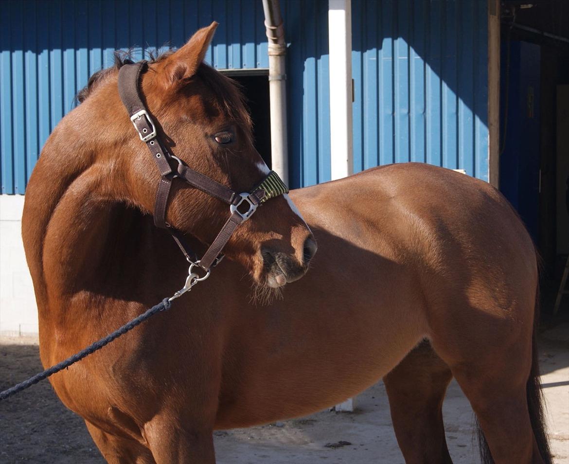 DSP Hope - 2012 billede 6