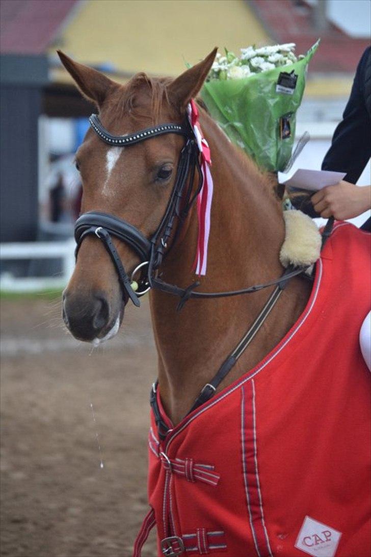 DSP Lille Asserholt Naomi [KLUBMESTER 2011] - Velkommen til Lille Asserholt Naomis profil! * * * Vinder af klubmesterskabet 2011 i BOR * * * FOTO: ANNA RYE billede 1