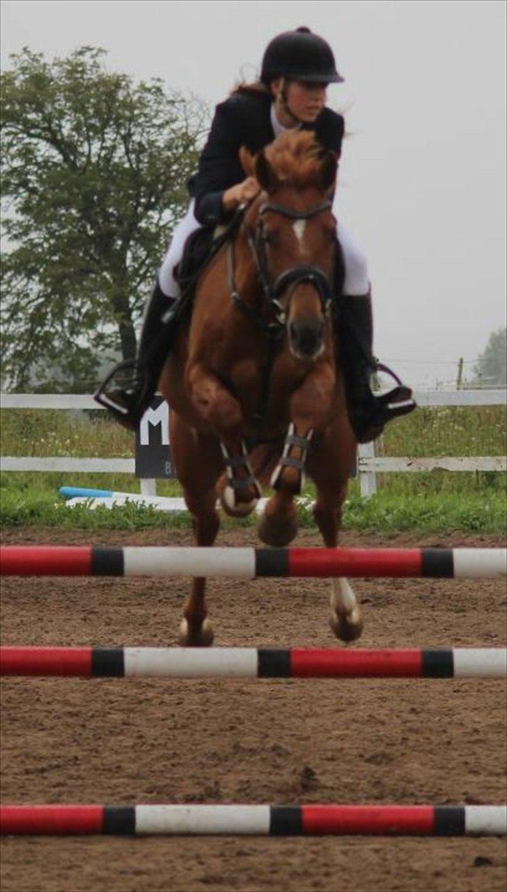 DSP Lille Asserholt Naomi [KLUBMESTER 2011] - LB** til klubmesterskabet 2011 i BOR billede 2