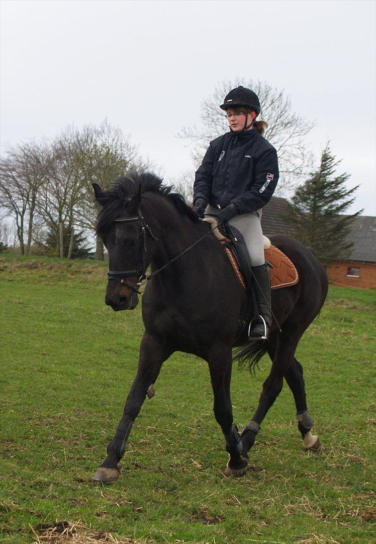 Dansk Varmblod Monique af Ommestrup - Veteranhesten d. 28. april 2012 :) billede 4