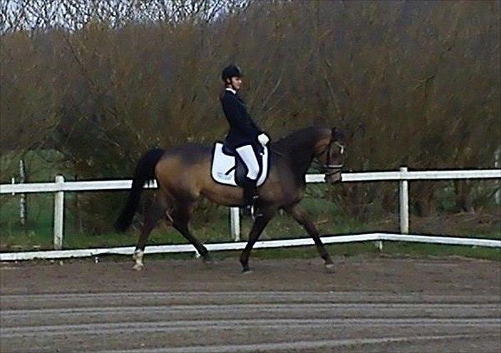 Palomino Holmevejens Zena - Tidligere hest billede 5