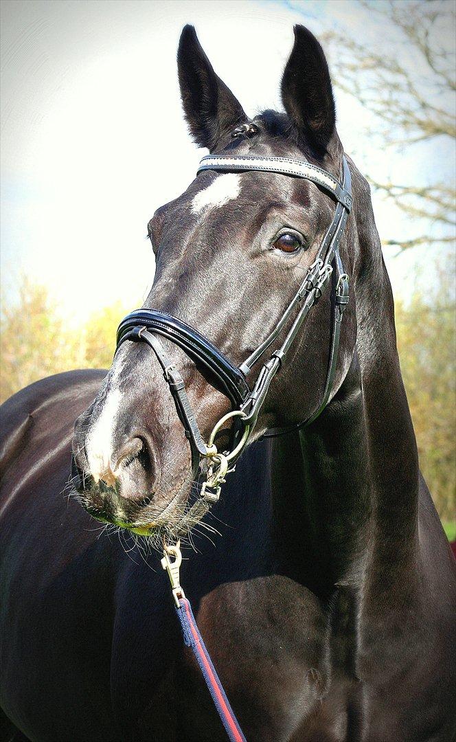 Dansk Varmblod Schaløer billede 1