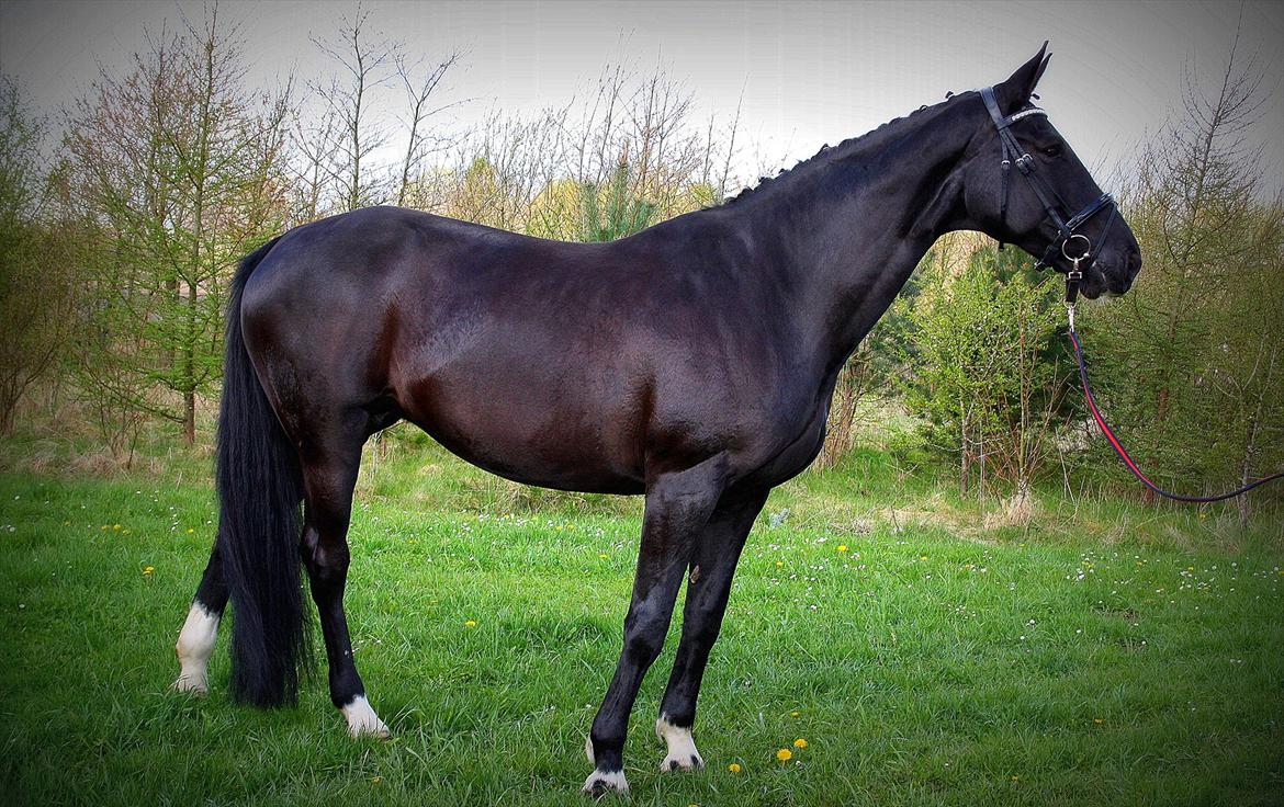 Dansk Varmblod Schaløer billede 2