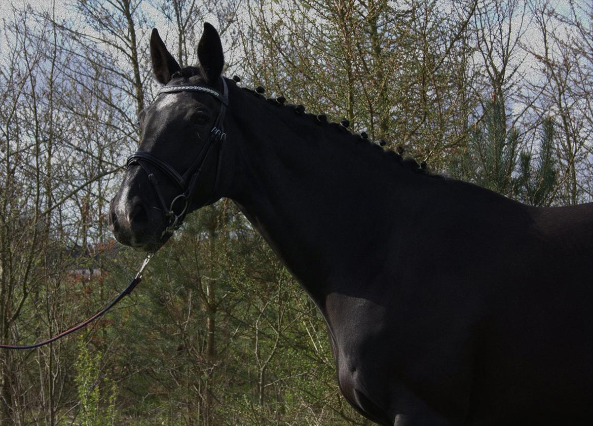 Dansk Varmblod Schaløer billede 3