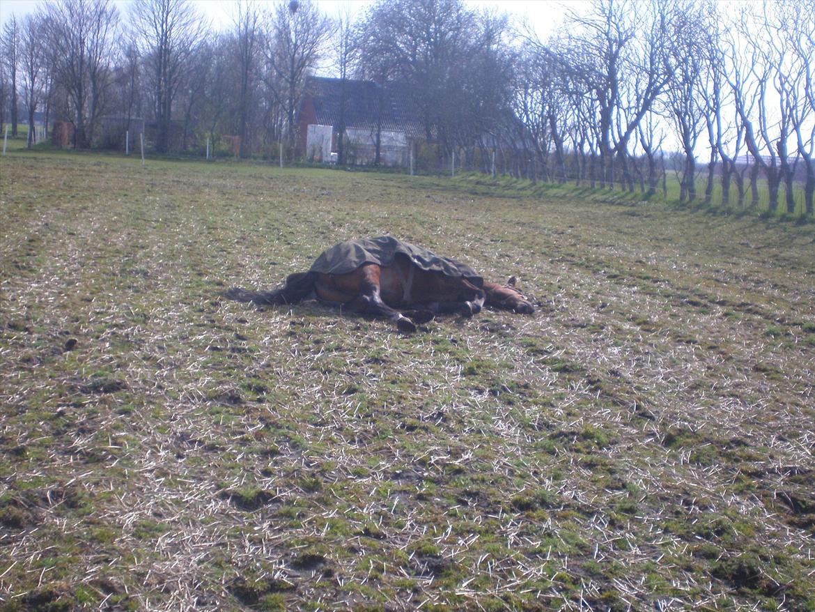 Traver Dear Marika  Himmel hest ( savnet meget) - 
marika kan spille død på komando.
taget d.25-4-2012. billede 6