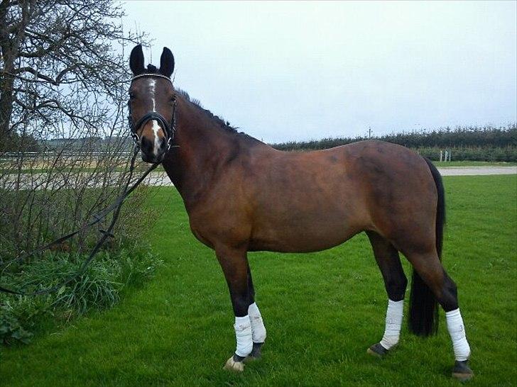 DSP Svanfolks Rebecca billede 16