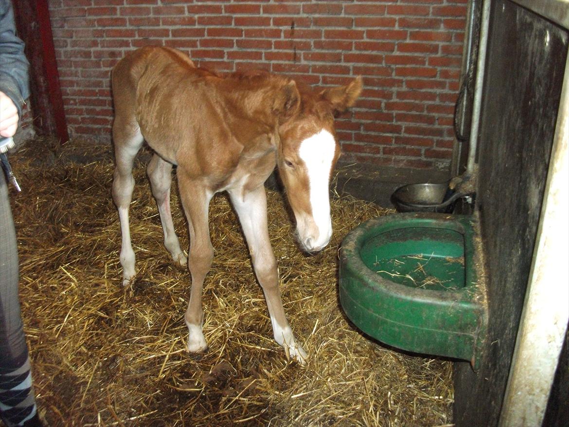 Anden særlig race OFELIA " Himmelhest" billede 15