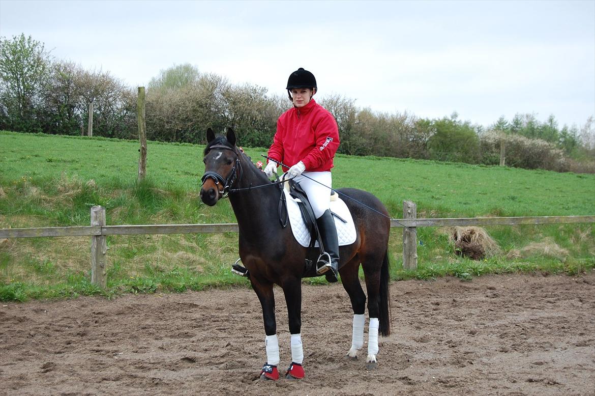 Pinto Storgaards Isabella - Følle på hendes 4 års fødselsdag billede 1