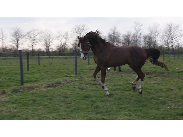 {{currentPhoto.altText}} billede {{currentPhoto.number}}