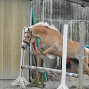 Haflinger My Fair Lady.SAVNET ;(