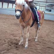 Tyroler Haflinger Wilox