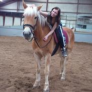 Tyroler Haflinger Wilox