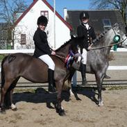 Welsh Mountain (sec A) Kobbersmedens Olivia