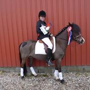 Welsh Mountain (sec A) Kobbersmedens Olivia