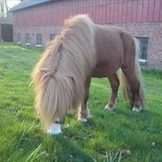 Anden særlig race Tipo