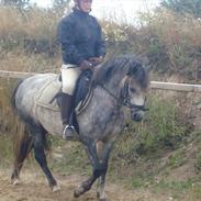 Welsh Pony (sec B) Indiana Joe