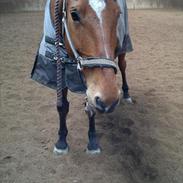 Anden særlig race Cavallo<3 (Min elskede part)