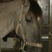 Anden særlig race Elvis