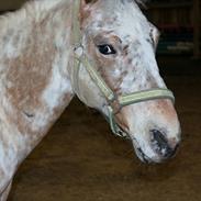 Appaloosa Plet