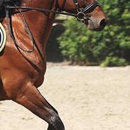 Trakehner Piccadelly 