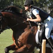 Trakehner Piccadelly 