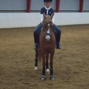 Hollandsk Sportspony Mady