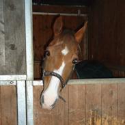 Hollandsk Sportspony Mady