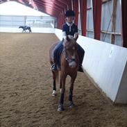 Hollandsk Sportspony Mady