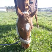 Welsh Pony af Cob-type (sec C) Tjekita