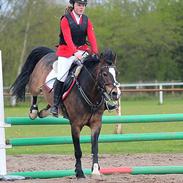 Anden særlig race Buster