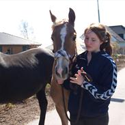 Anden særlig race Cavallo Fortonato