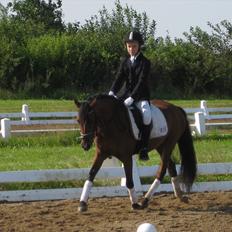 Welsh Pony (sec B) Amigo Ferrari min elskede savnet solgt