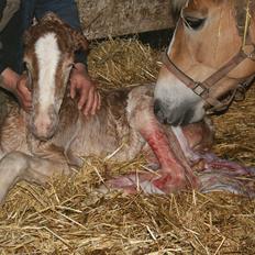 Haflinger Artos af kroggard