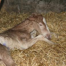 Haflinger Artos af kroggard