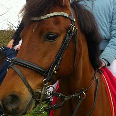 New Forest Filur B-pony